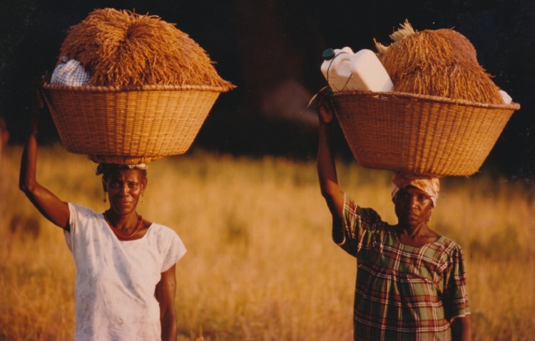 Femme recoltant le riz en Casamance SENEGAL